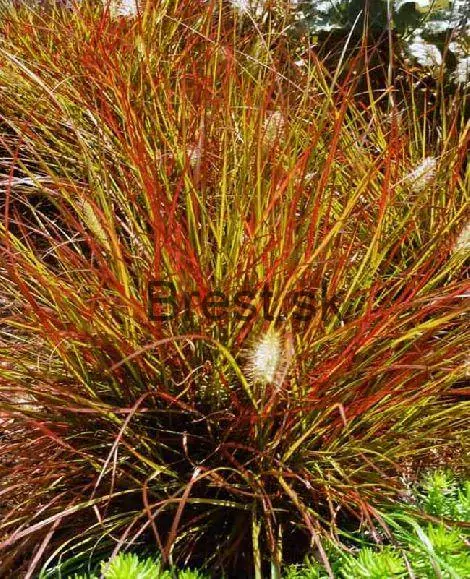 Pennisetum Burgundy bunny